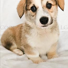 Love - Red male Pembroke Welsh Corgi puppy in Kiowa, Colorado from Cool Water Corgis LLC
