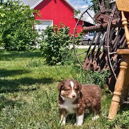 Aragorn - Red tri-color male Australian Shepherd puppy in Powell, Wyoming from Waterworth Australian Shepherds