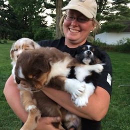 Australian Shepherd Puppies from Silver Spoon Aussies