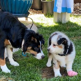 Miniature Australian Shepherd Puppies from Amberwood DD Aussies