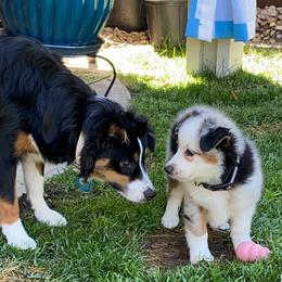 Miniature Australian Shepherd Puppies from Amberwood DD Aussies
