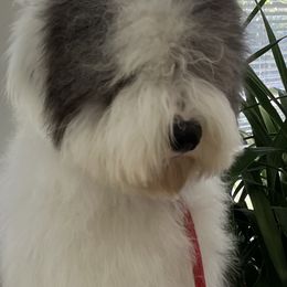 Old English Sheepdog Puppies from Signature’s  Old English Sheepdogs