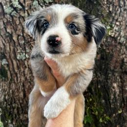 Boy 3 - Blue merle male Australian Shepherd puppy in Lakeland, Florida from Infinite Aussies