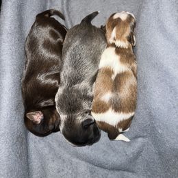 Shih Tzu Puppies from The Lion dog Shih Tzu