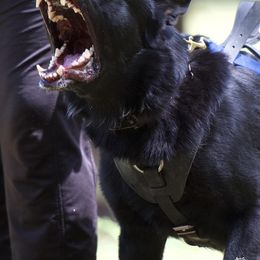 Waran - German Shepherd