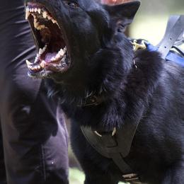 Waran - German Shepherd