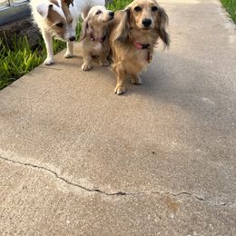 Dachshund Puppies from Honey Creek Dachshunds