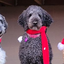 Goldendoodles and Poodles from Mountainside Doodles and Poodles