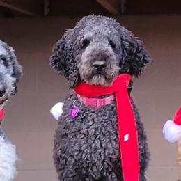Goldendoodles and Poodles from Mountainside Doodles and Poodles