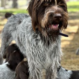 Wirehaired Pointing Griffon Puppies from Fear the Beard Griffons