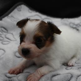 Girl 1 - White and sable female Papillon puppy in Frostproof, Florida from Sequence Papillon