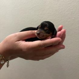 Meenie - Black and tan female Dachshund puppy in Riverside, California from Mir and Dachshunds