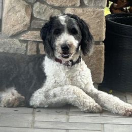 Goldendoodles and Sheepadoodles from Mossy Doodles LLC