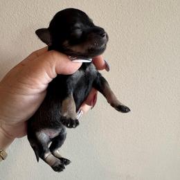 Boy 4 - Liver male Miniature Schnauzer puppy in Independence, Missouri from Crown Schnauzers KC