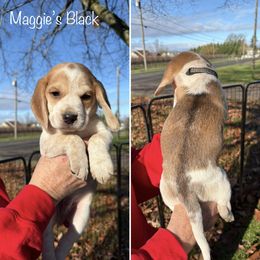Maggies  Black Collar - Black fawn and white male Beagle puppy in Brownsville, Oregon from Beagles on the Run
