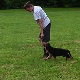 German Shepherd Puppies from Riverline Shepherds