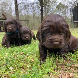 Boykin Spaniels from Cottonwood Kennel