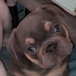 Lilac and Tan - male French Bulldog puppy in Corona, California from Whimsical Farms Labrador Retrievers