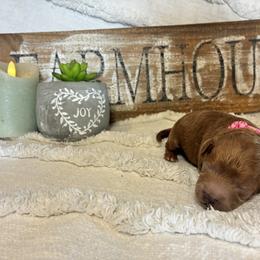 Girl 1 - female Havapoo puppy in Marquand, Missouri from Perfectly Playful Doodles
