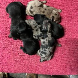 Girl black tri - Black tri-color female Australian Shepherd puppy in Whitwell, Tennessee from Owl Hollow Farm