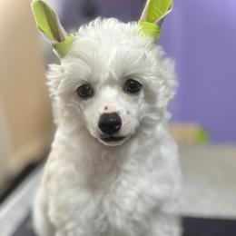 Beautiful Happy Happy Puff Boy - Cream male Chinese Crested puppy in Tomball, Texas from Gracieux Chinese Cresteds