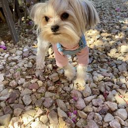 Shih Tzu and Yorkshire Terrier Puppies from Yuma Yorkie Town