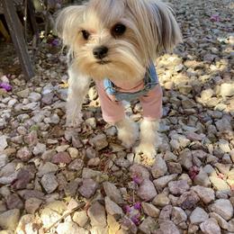 Shih Tzu and Yorkshire Terrier Puppies from Yuma Yorkie Town