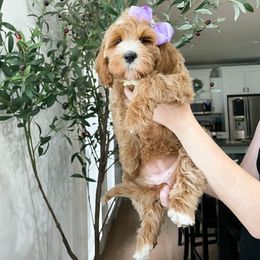 Bernedoodle and Cavapoo Puppies from Wonderful World Doodles