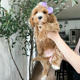 Bernedoodle and Cavapoo Puppies from Wonderful World Doodles
