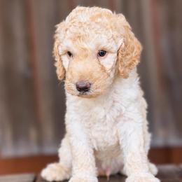 Beau - Cream male Goldendoodle puppy in Millville, California from Hope Lane Kennels
