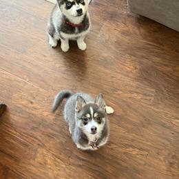 Pomsky, Rottweiler, Shetland Sheepdog, and Toy Shetland Sheepdog Puppies from Mountain High Kennels