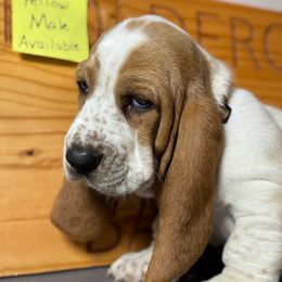 Boy 5 - Lemon and white male Basset Hound puppy in Poland, Indiana from Bolderosa Bassets