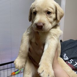 Dilute Retriever and Labrador Retriever Puppies from Moran’s Lab’s