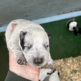 Boy 5 - Blue speckled male Australian Cattle Dog puppy in Mooresboro, North Carolina from Grog Creek Kennel
