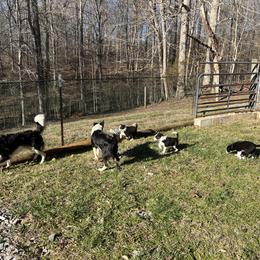 Border Collie Puppies from Roaring River Border Collies