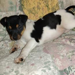 Rat Terrier puppies from Usona Rat Terriers