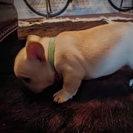 French Bulldog puppies from Michigan fresh Coast Frenchies