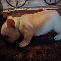 French Bulldog puppies from Michigan fresh Coast Frenchies