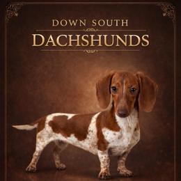 Lacy - Dachshund