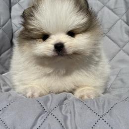 Juju - Orange parti male Pomeranian puppy in Ector, Texas from BB Pomeranians