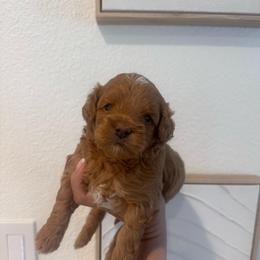 Muffin - Red male Cavapoo puppy in Sacramento County, California from Sac-Town Poodles and Doodles