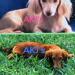 Dachshund puppies from AKJ’s Dachshunds