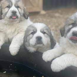 Dachshund and Great Pyrenees Puppies from Mulberry Meadow Farms