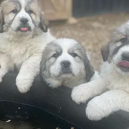 Dachshund and Great Pyrenees Puppies from Mulberry Meadow Farms