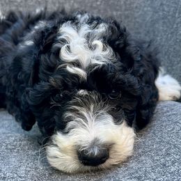 Girl 4 - Jannah (TZ-1719) - Black and white Bernedoodle puppy in Lake Oswego, Oregon from Orchard Hill Bernedoodles