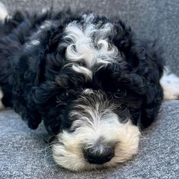 Girl 4 - Jannah (TZ-1719) - Black and white Bernedoodle puppy in Lake Oswego, Oregon from Orchard Hill Bernedoodles