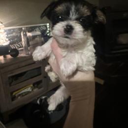 Girl 3 - Parti female Yorkshire Terrier puppy in Grant Town, West Virginia from Lauren's Yorkshire Terriers