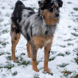 Australian Shepherd and Miniature Australian Shepherd All Grown Up from River Side Aussies