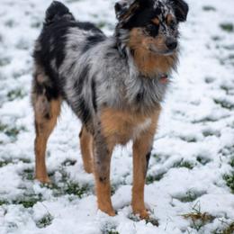 Australian Shepherd and Miniature Australian Shepherd All Grown Up from River Side Aussies