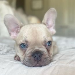 French Bulldog Puppies from Honey Bee Frenchies